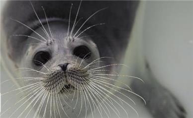 افزایش نگران کننده تلفات فوک خزری/ کشف ۱۰۵ لاشه طی پنج سال اخیر