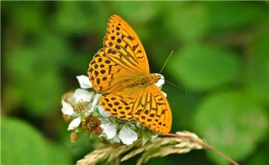 این پروانه‌ دوباره بعد از ۲۰۰ سال دیده شد!
