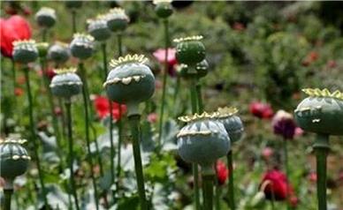 واکنش سازمان غذا و دارو به کشت خشخاش