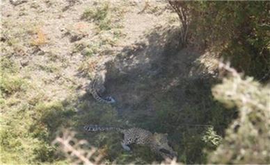 دو قلاده پلنگ در ارتفاعات شهرستان فیروزکوه دیده شد