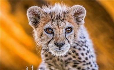 «شتر» معضلی برای تداوم حیات یوز در توران شاهرود