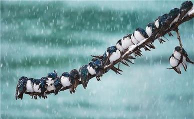 این استان‌ها منتظر بارش برف  در پاییز باشند