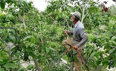 درخت گردو جان ۷ نفر را در استان همدان گرفت