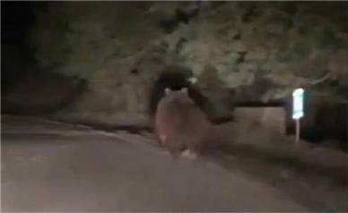 خرس قهوه‌ای در ارتفاعات فیروزکوه دیده شد