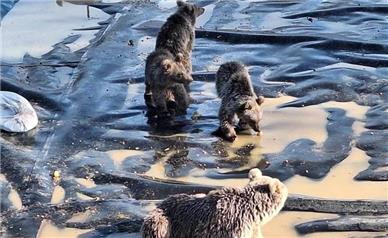 نجات یک خرس قهوه‌ای و سه توله‌اش در سراب