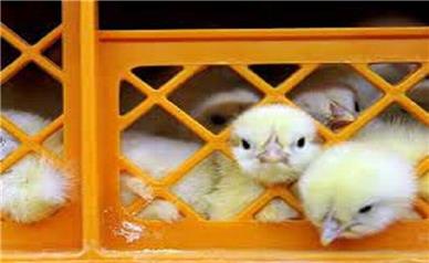 کشف ۴ هزار قطعه جوجه قاچاق