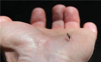 هشدار گسترش تب دنگی در مناطق شمالی و جنوبی کشور