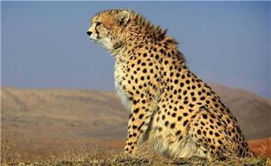 ثبت حضور ۲ قلاده یوزپلنگ آسیایی در جوین