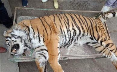 توضیح معاون محیط زیست مازندران درباره تلف شدن ببر در پارک حیات وحش