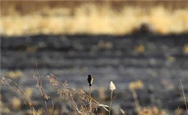 هشدار درباره وضعیت بحرانی تالاب هشیلان