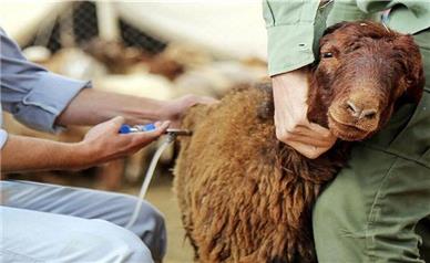 «تب برفکی» به انسان منتقل می‌شود؟/ علائم تب برفکی چیست؟