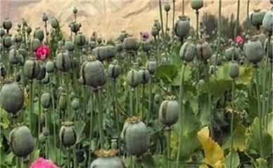 کشت خشخاش در ایران متوقف شد؟