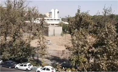 واکنش مدیر موزه فرش به خبر قطع درختان در این موزه: فقط سه چنار خشک‌شده بود!