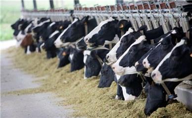 تب برفکی بعد از ۴۲ سال برگشت؟!