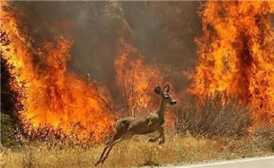 جنگل‌های ایران باید رها شوند