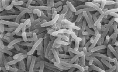 شیوع وبا در «بلوچستانِ» پاکستان/آمار جانباختگان