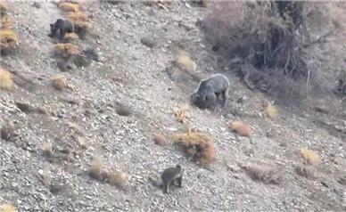 مشاهده یک قلاده خرس با دو توله در منطقه دنا