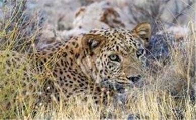 حمله پلنگ به دام‌های اهلی