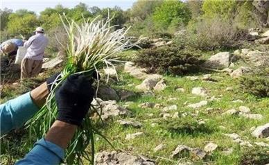 هشدار مدیرکل منابع طبیعی درباره برداشت گیاهان دارویی