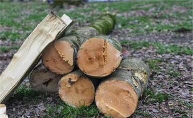 آیا جنگل‌های هیرکانی در معرض برداشت درختان قرار می‌گیرند؟