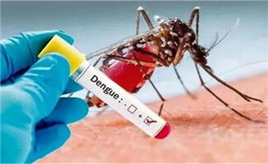 شیوع بیماری تب دنگی در جهان/ آمار ابتلا به تب دنگی در کشور/ بیشترین انتقال محلی در این نقاط