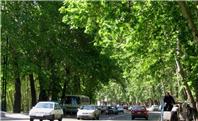 آمار آفت زدگی و بیماری درختان در تهران بالا است